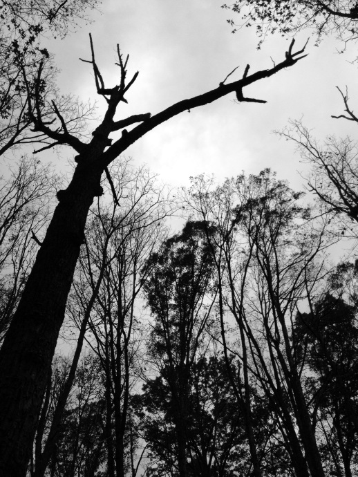 dead tree chinqua penn trail